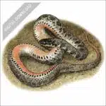Kirtland's Snake stock art drawing