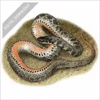 Kirtland's Snake stock art drawing