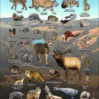 Mammals of Alameda County, California poster print