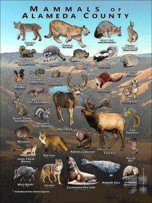 Mammals of Alameda County, California poster print