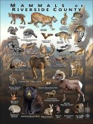 Mammals of Riverside County, California poster print