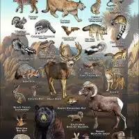 Mammals of Riverside County, California poster print