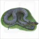 Mississippi Green Water Snake illustration