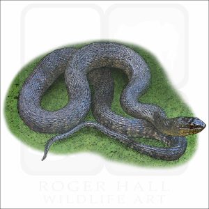 Mississippi Green Water Snake illustration