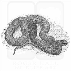 Mississippi Green Water Snake black and white drawing