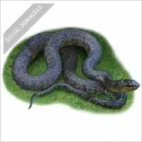 Mississippi Green Water Snake stock art illustration