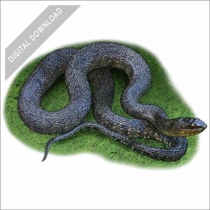 Mississippi Green Water Snake stock art illustration