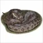 Prairie Kingsnake drawing