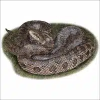 Prairie Kingsnake drawing