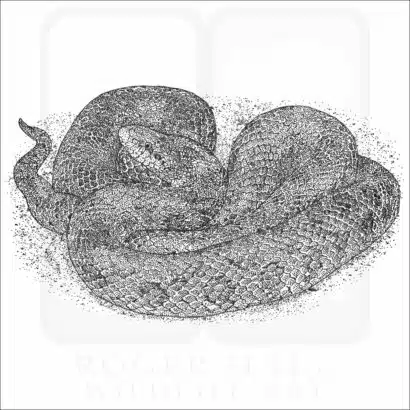 Prairie Kingsnake black and white drawing