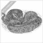 Prairie Kingsnake black and white stock art drawing