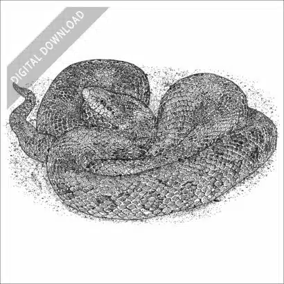 Prairie Kingsnake black and white stock art drawing