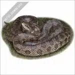 Prairie Kingsnake stock art drawing