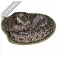 Prairie Kingsnake stock art drawing