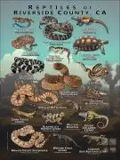 Reptiles of Riverside County poster print