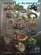 Poster design featuring various species of snake native to Alabama