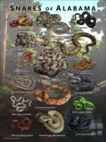 Poster design featuring various species of snake native to Alabama