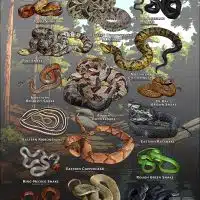 Poster design featuring various species of snake native to Alabama