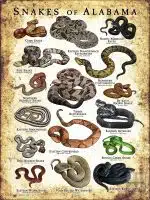 Poster design featuring various species of snake native to Alabama