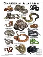 Poster design featuring various species of snake native to Alabama
