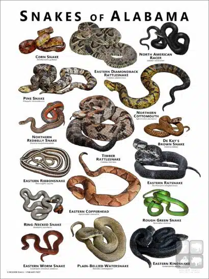 Poster design featuring various species of snake native to Alabama