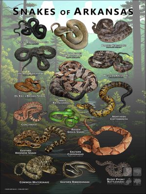 Poster design featuring various species of snake native to Arkansas