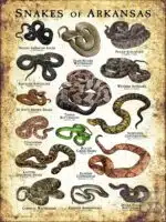 Poster design featuring various species of snake native to Arkansas