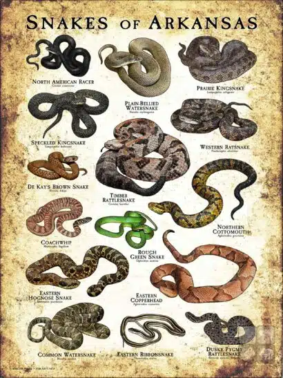Poster design featuring various species of snake native to Arkansas