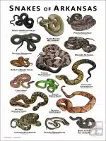 Poster design featuring various species of snake native to Arkansas