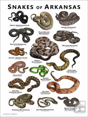 Poster design featuring various species of snake native to Arkansas