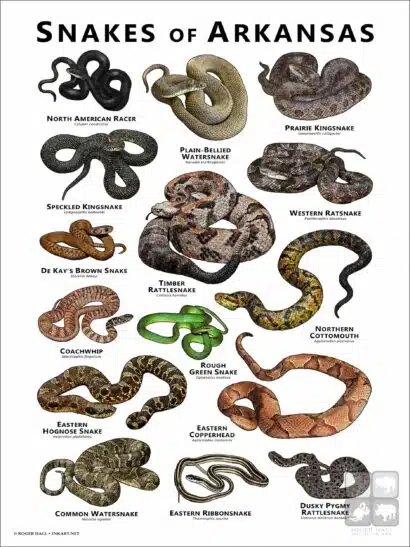 Poster design featuring various species of snake native to Arkansas