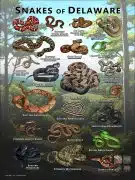 Poster design featuring various species of snake native to Delaware