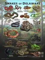 Poster design featuring various species of snake native to Delaware