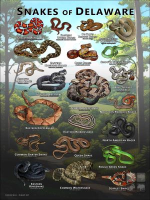 Poster design featuring various species of snake native to Delaware