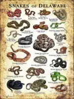 Poster design featuring various species of snake native to Delaware