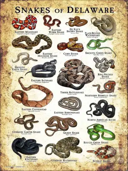 Poster design featuring various species of snake native to Delaware