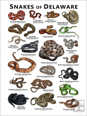 Poster design featuring various species of snake native to Delaware