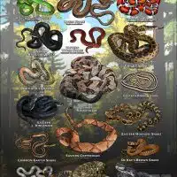 Poster design featuring various species of snake native to Indiana