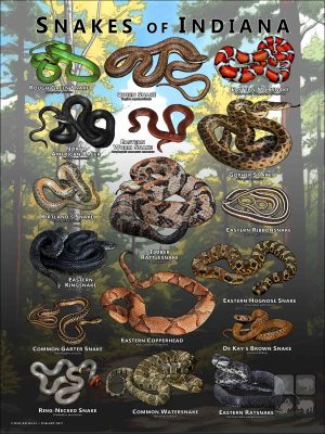 Poster design featuring various species of snake native to Indiana