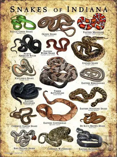 Poster design featuring various species of snake native to Indiana