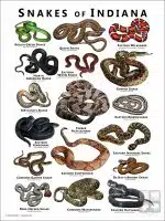 Poster design featuring various species of snake native to Indiana