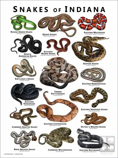 Poster design featuring various species of snake native to Indiana