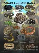 Poster design featuring various species of snake native to Louisiana