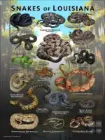 Poster design featuring various species of snake native to Louisiana