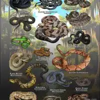 Poster design featuring various species of snake native to Louisiana