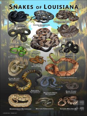 Poster design featuring various species of snake native to Louisiana