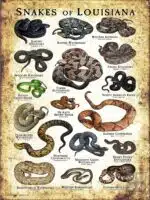 Poster design featuring various species of snake native to Louisiana