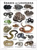 Poster design featuring various species of snake native to Louisiana