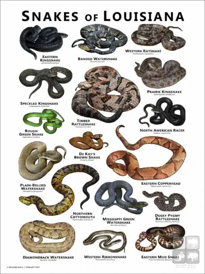Poster design featuring various species of snake native to Louisiana