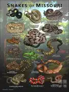 Poster design featuring various species of snake native to Missouri